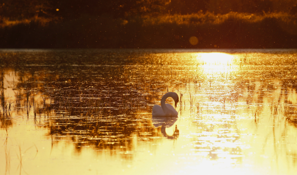 swan