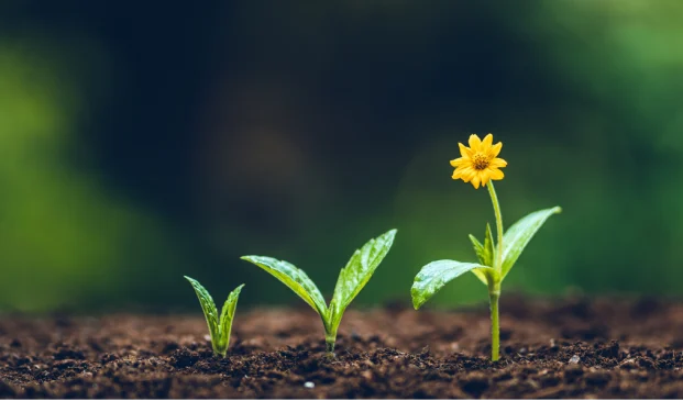 flowers-growth