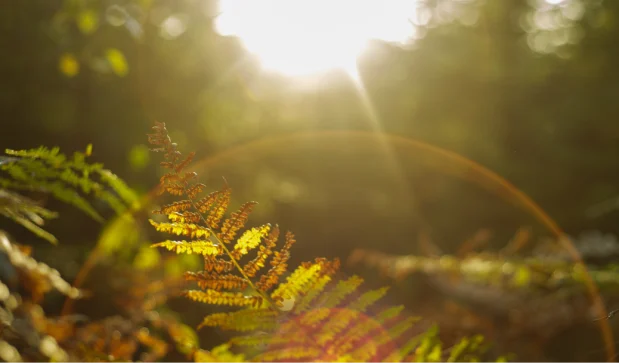 sun